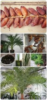 Как растет финик из косточки