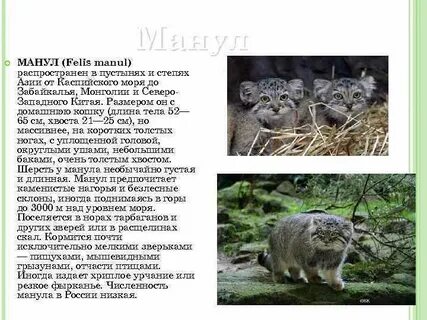Манул краткое сообщение 4 класс
