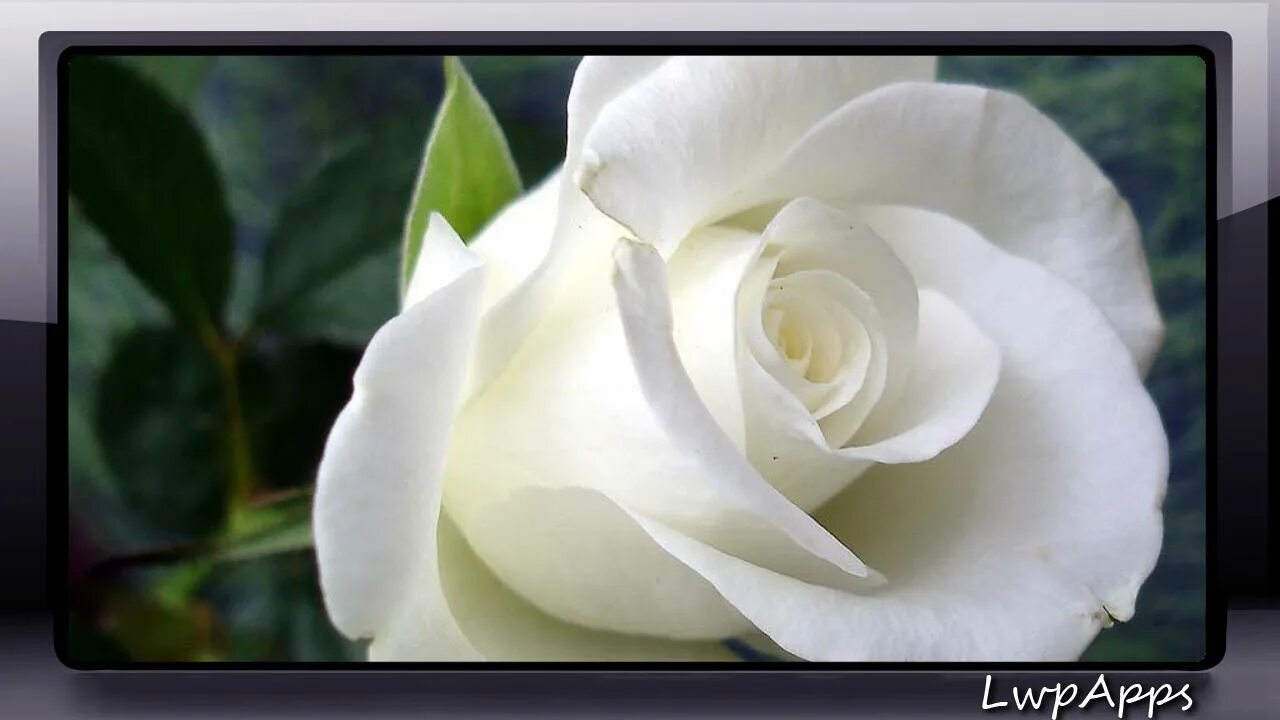 Free Images : blossom, white, flower, petal, bloom, botany, flora, macro photogr