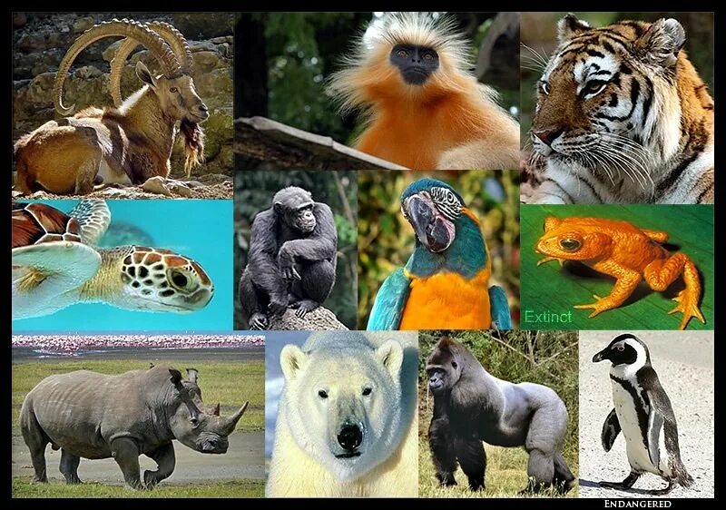 Extinct endangered animals. Endangered species. endangered animals. animals in danger of extinction.