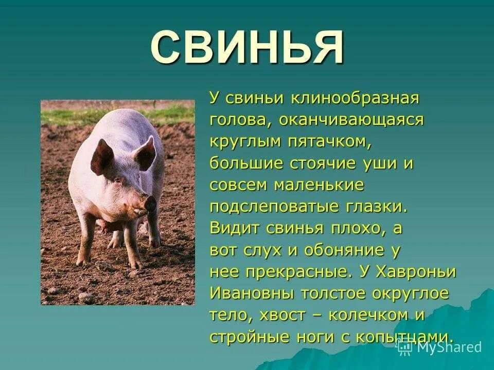 Сообщение о свинье. Презентация про домашних животных. Сообщение о домашних животных. Доклад про домашних животных. Информация про домашних свиней..