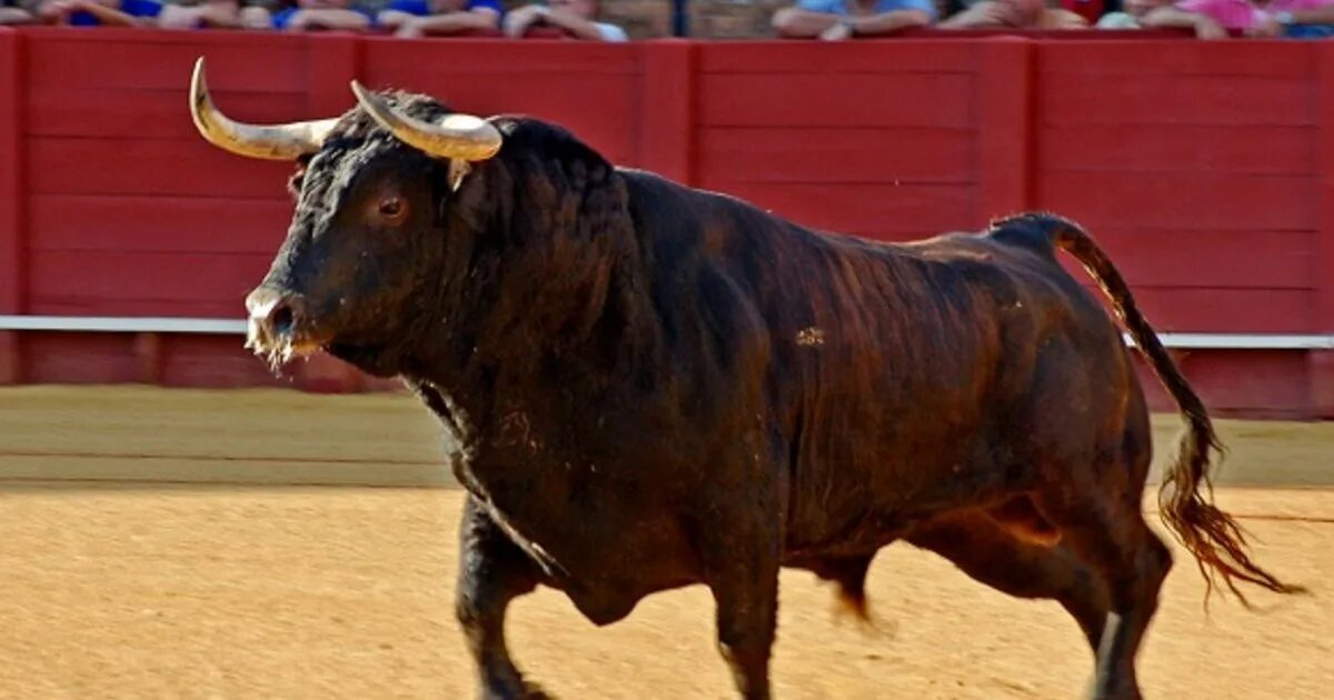 Фото медного быка. Мощный бык. Черный бык.