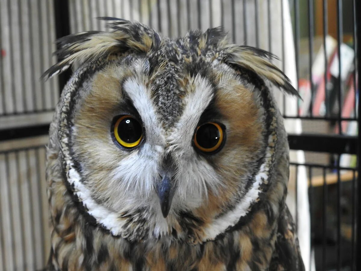 Иглоногая сова кедровая падь. Сова фото птицы. Sova f. Sova lite. Хищные птицы филин.