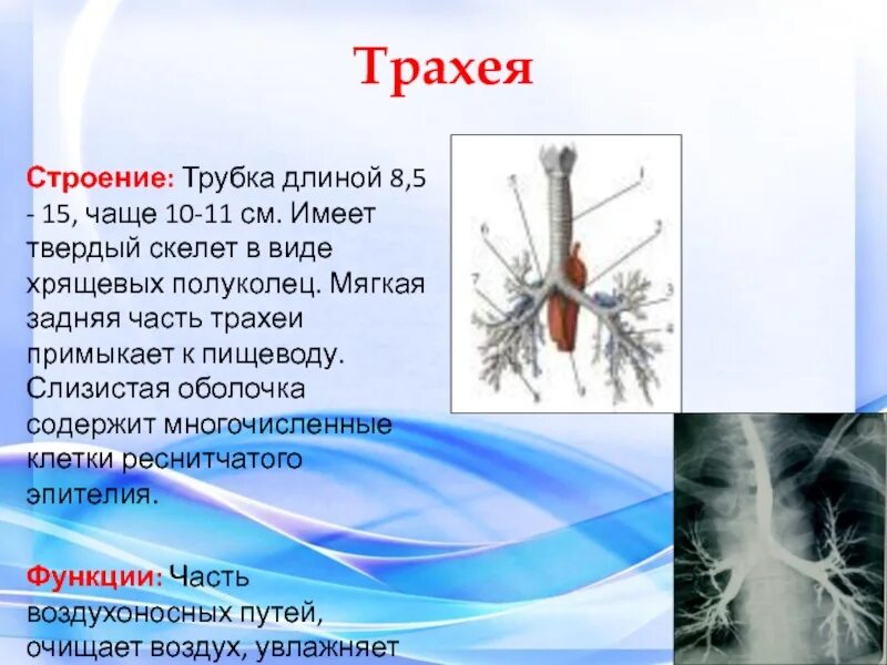 Каковы особенности строения трахеи