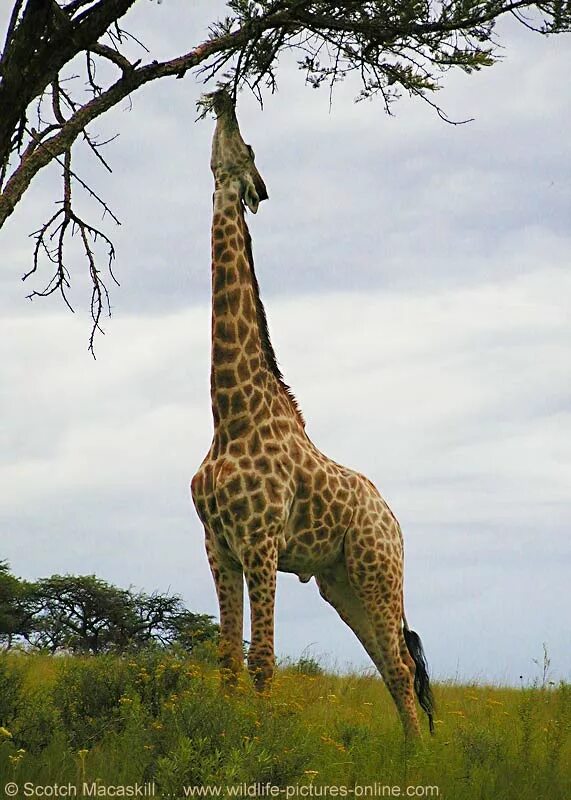 Ламарк Жираф. Ламаркизм Жираф. Длинная шея жирафа. Жираф фото.