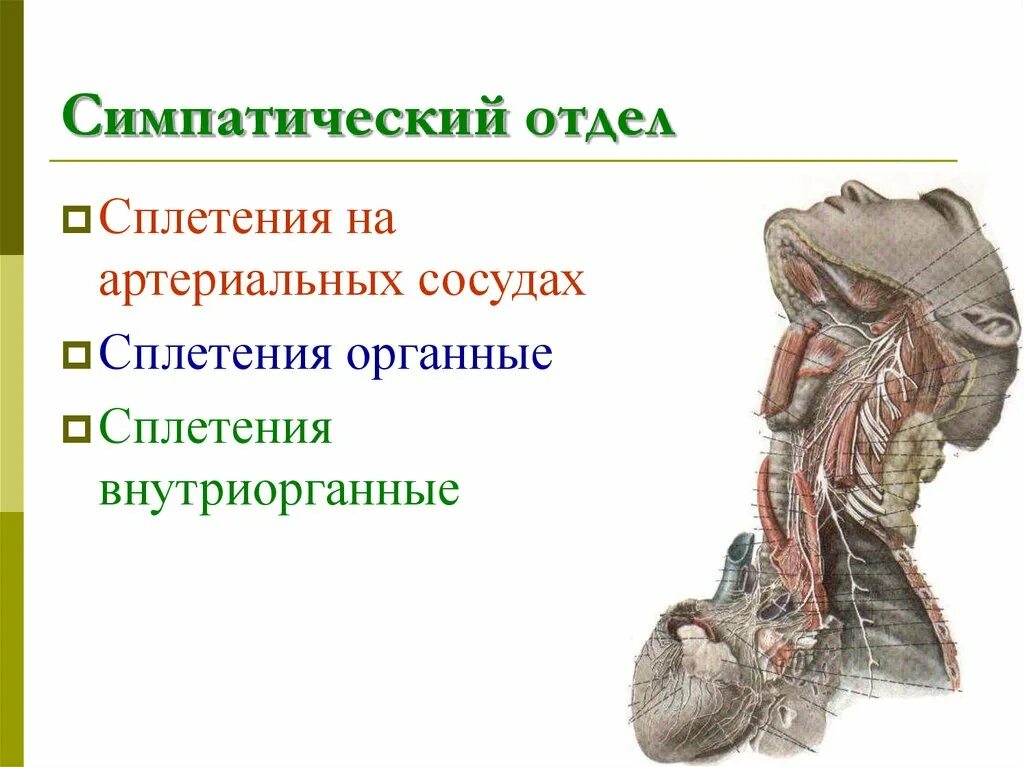 Симпатического отдела сплетения. Почечное сплетение. Вегетативные сплетения. Симпатические нервные сплетения.