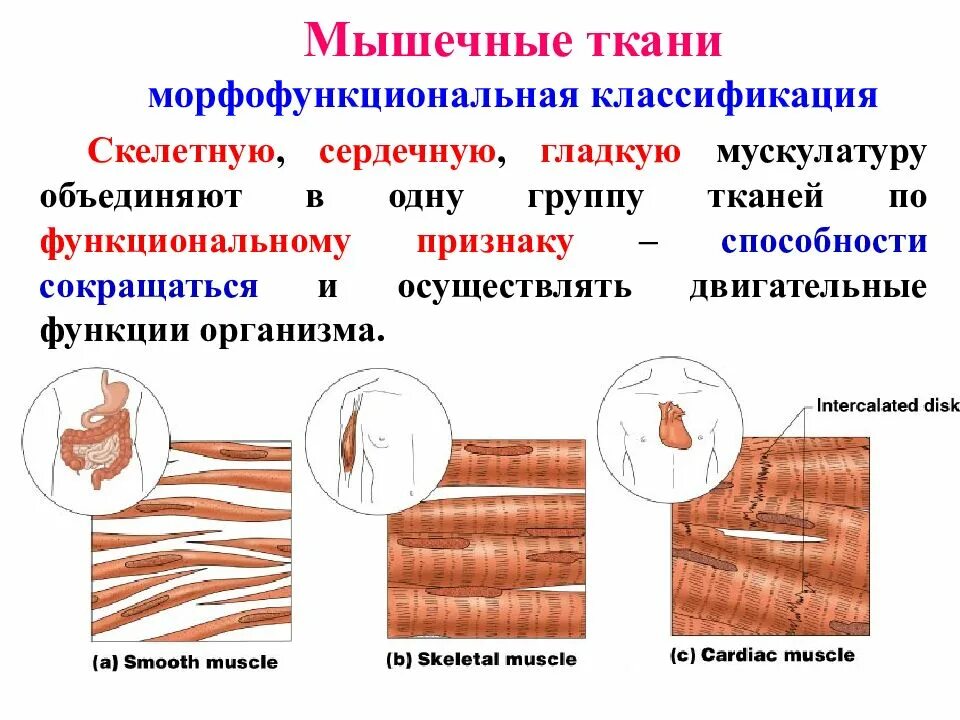 Скелетная сердечная и гладкая мышечная ткань. Мышечная ткань функции строения и классификация. Функции поперечно полосатой мышечной ткани у животных. Поперечно полосатая Скелетная мышечная ткань строение и функции. Отличие гладкой и поперечно полосатой ткани