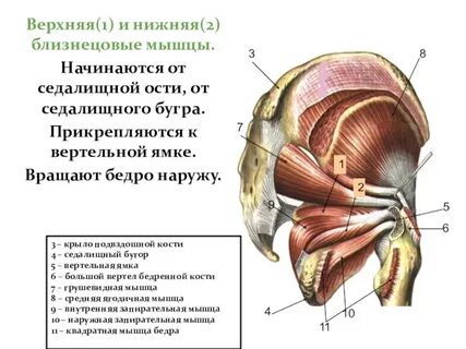 Сухожилия седалищного бугра