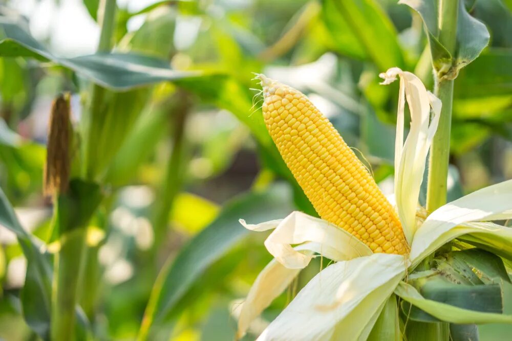 Corn flower. Куда сажать кукурузу. Кукуруза однодомное растение. Растение похожее на кукурузу. Кукурузное поле.