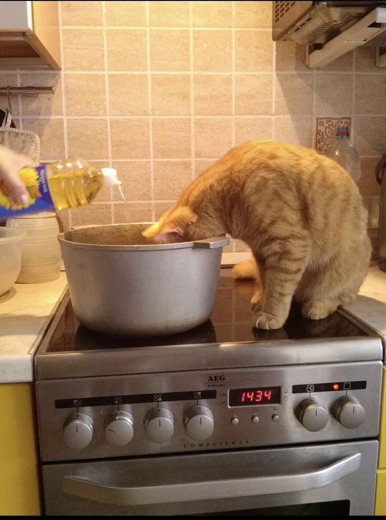 Кот готовит. Кот с блинами. Котопомощник. Котик готовит еду. Cooking cat