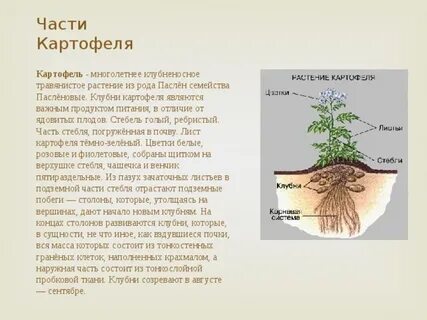 Как развивается клубень картофеля
