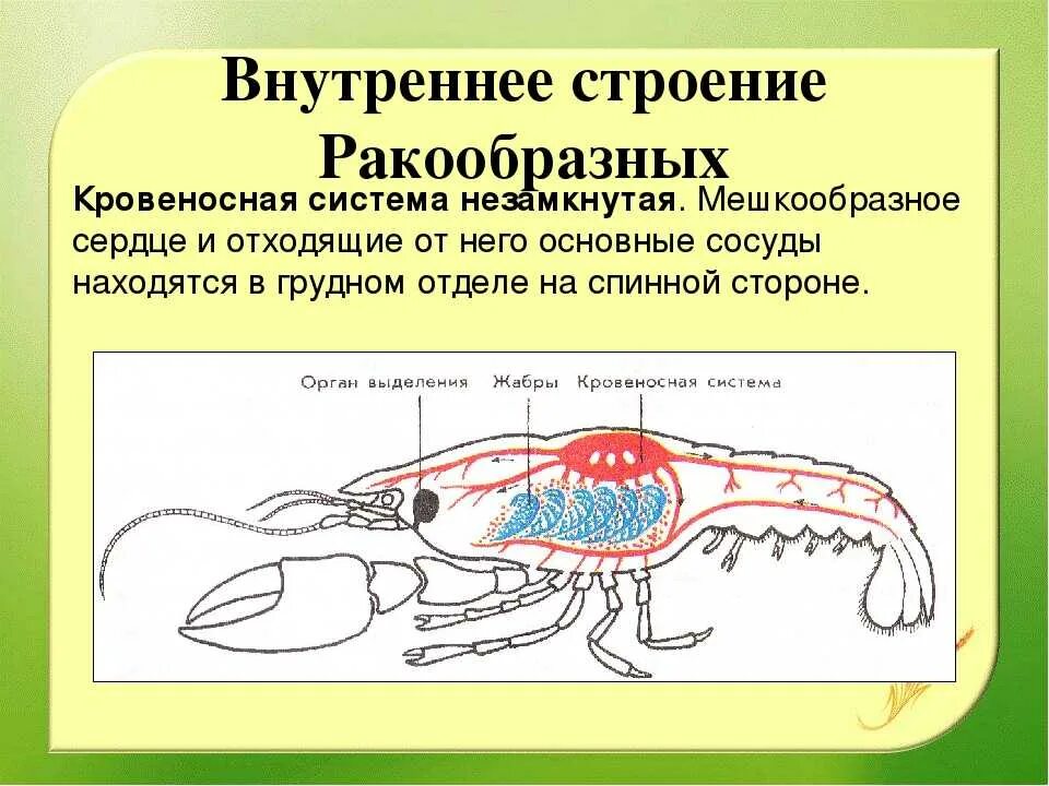 Пищеварительная система креветки CoffMachines.ru