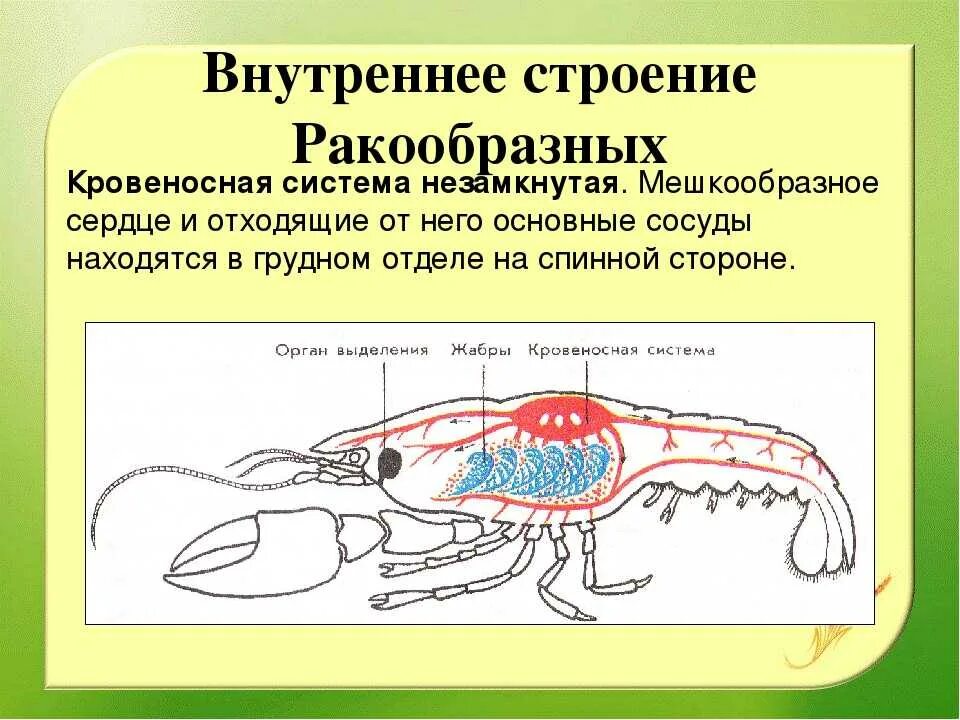 Речной рак дышит трахеями. Строение кровеносной системы ракообразных. Кровеносная система членистоногих ракообразные. Кровеносная система ракообразных 7 класс биология. Внутреннее строение ракообразных.