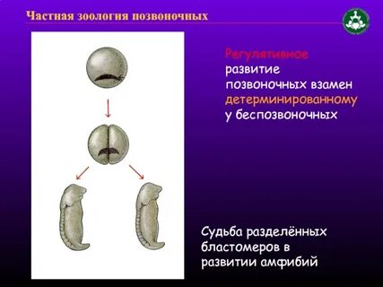 Эластичного тяжа