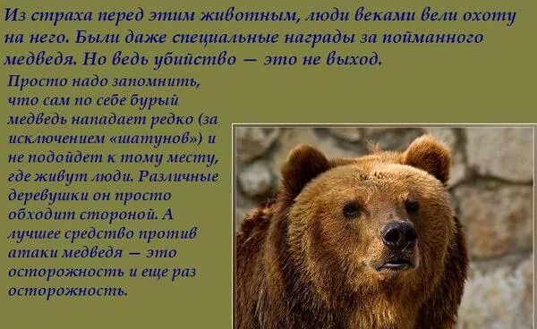 Сочинение по фото камчатский бурый медведь 5. Описание медведя. Сочинение про медведя.