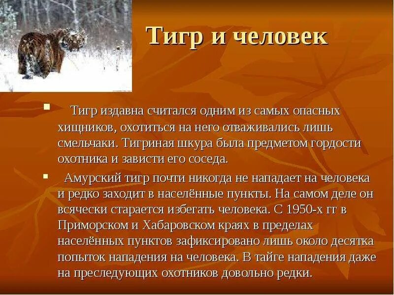 Проект по окружающему миру амурский тигр Презентация "Амурский тигр-жемчужина уссурийской тайги" биология, уроки