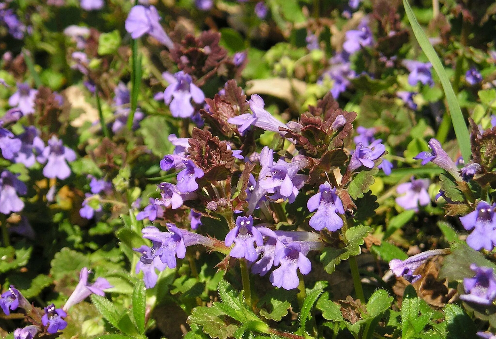 Будра плющелистная. Будра плющевидная. Будра плющевидная Glechoma hederacea. Будра ампельная. Собачья мята плющевидная.