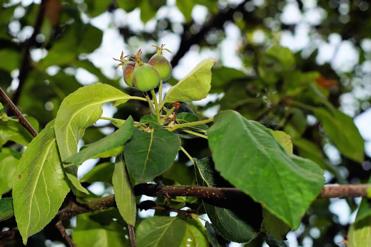 Листья плодовых деревьев фото Free Images : tree, forest, branch, fruit, leaf, flower, summer, food, green, pr