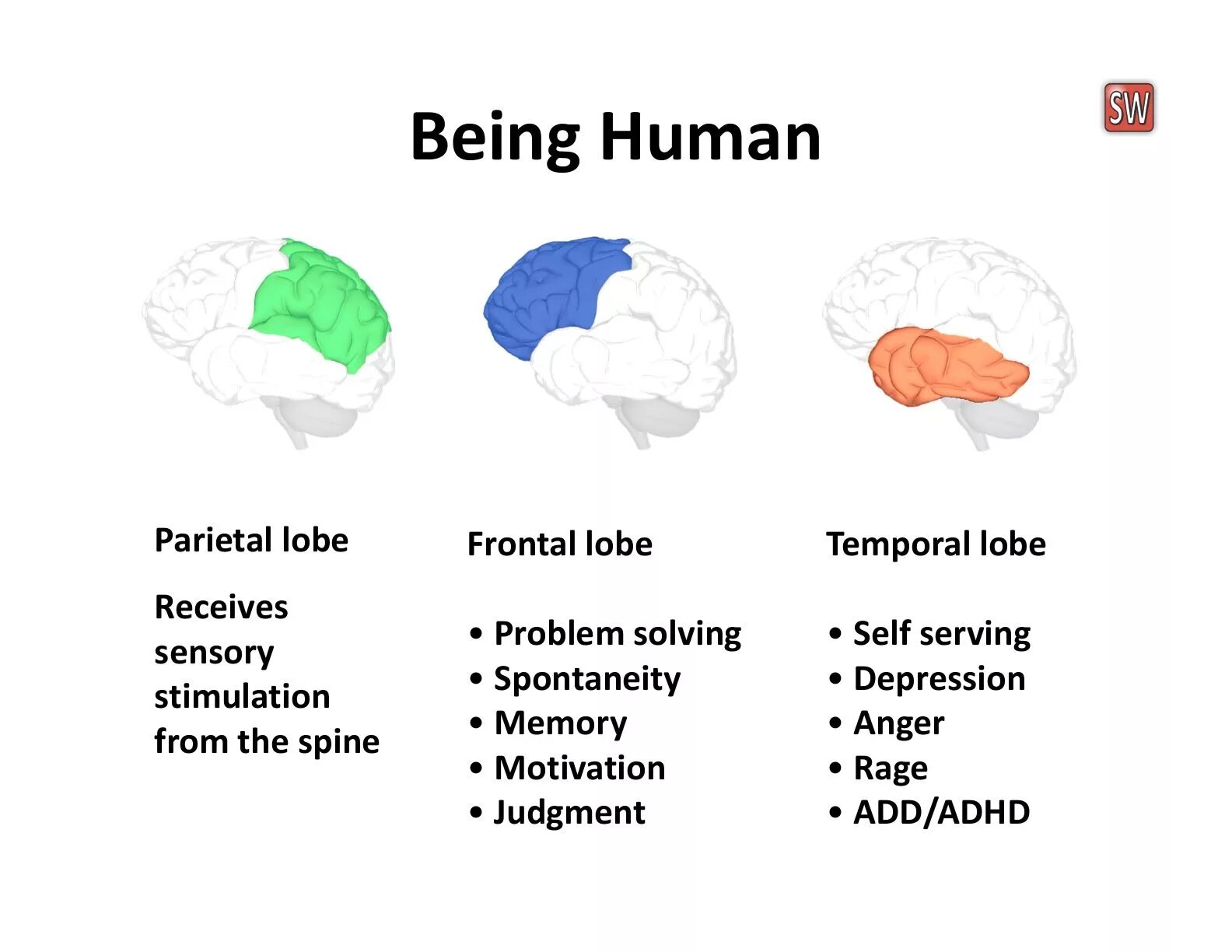 Frontal Lobe Epilepsy. Parietal Lobe перевод. Temporal Lobe ADHD. Lobe приложение.