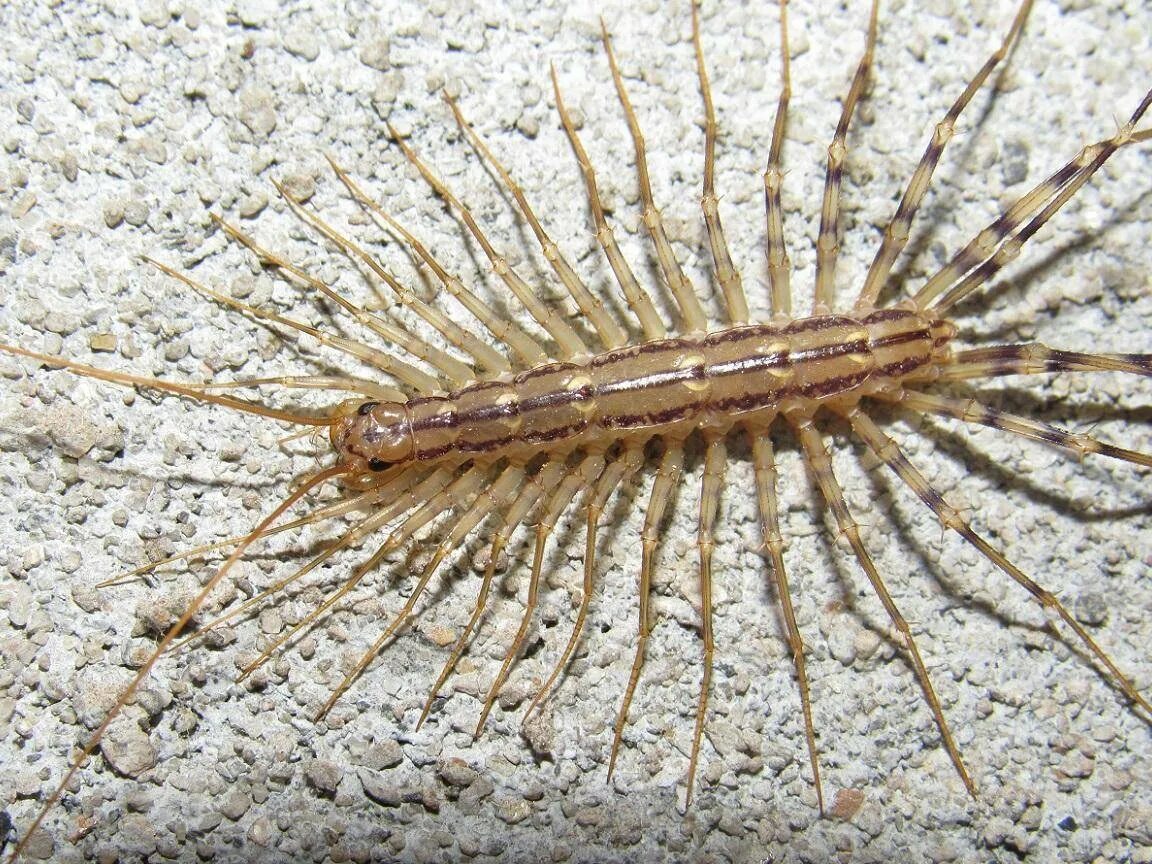 Скутигера. Scutigera coleoptrata. личинка scutigera coleoptrata. обыкновенная мухоловка (scutigera coleoptrata). скутигера крымская.