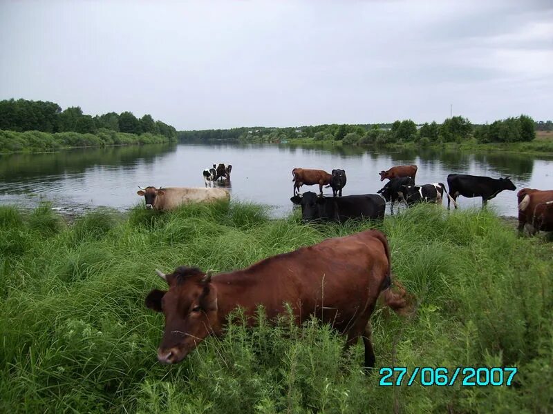 Купить корову в нижегородской. Щепачиха Павловский район Нижегородской области. Деревня Щепачиха Павловского района Нижегородской области. Абабково Павловский район. Коровы в Нижегородской области.