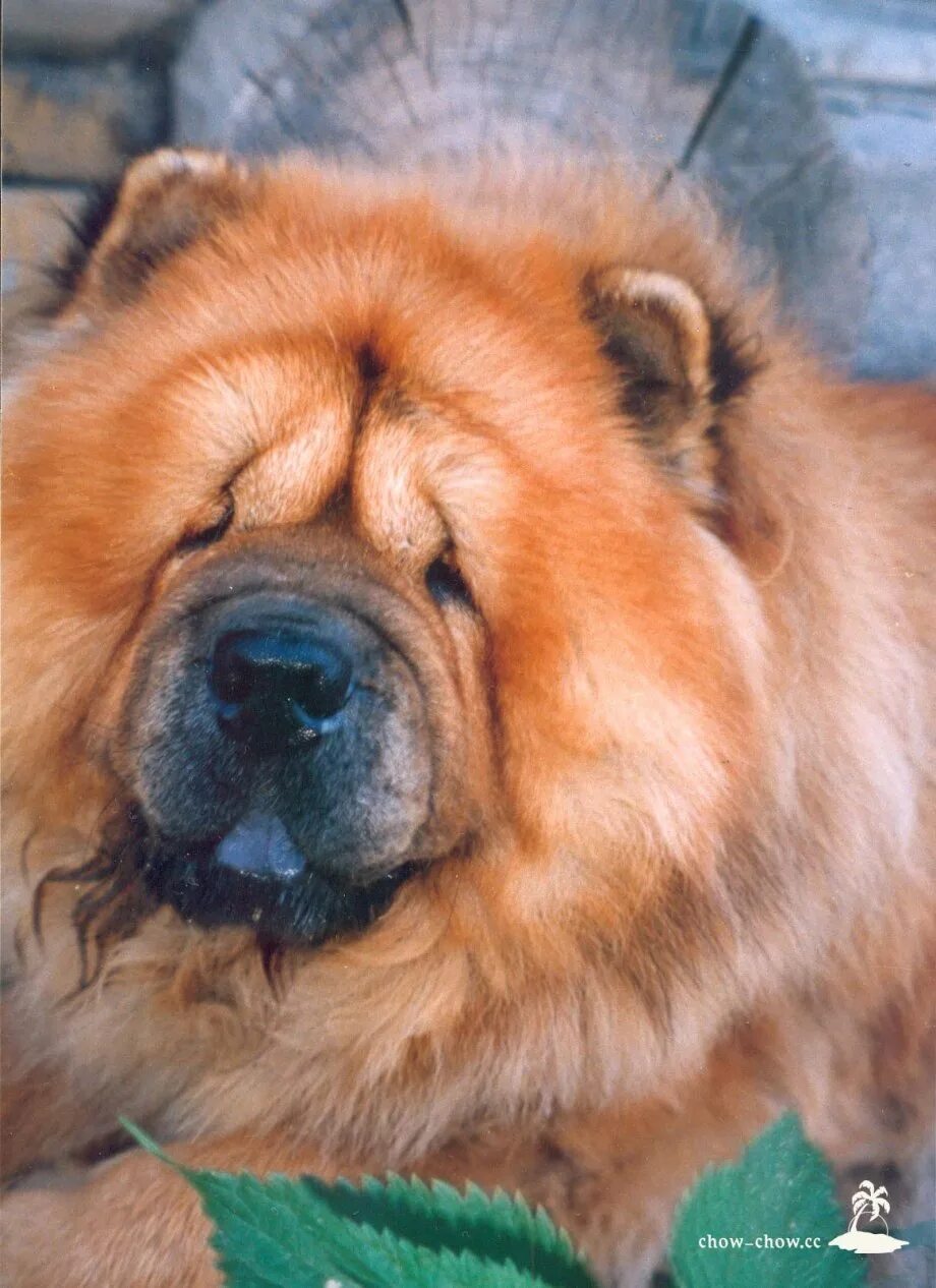 Chow chow ресторан