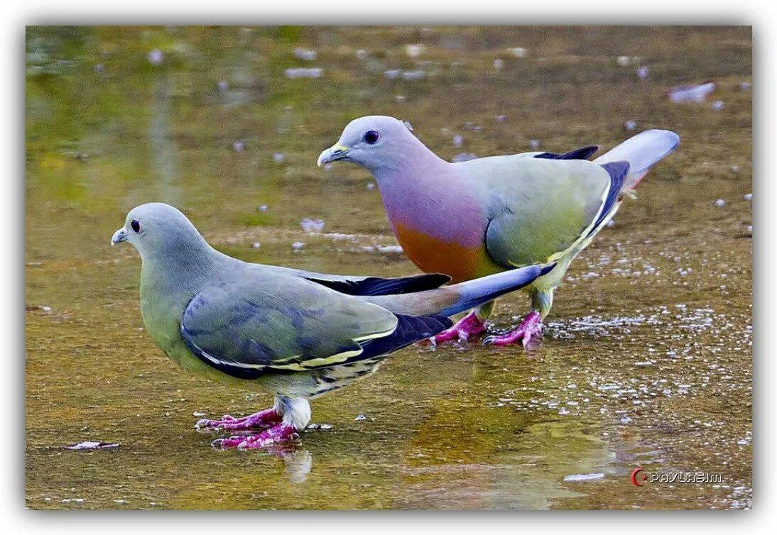 Окрас голубей фото. Раротонгский пёстрый голубь. Розовошейный зелёный голубь. Пятнистый зеленый голубь. Pink-necked Green Pigeon.