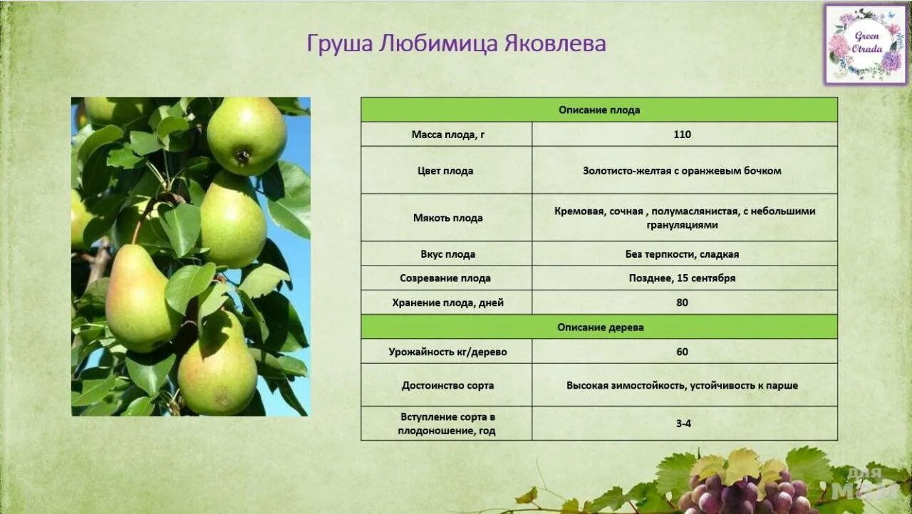 Груша чижевского описание сорта опылители. Груша память яковлева опылители. любимица яковлева груша опылители. сорт груши любимица яковлева. груша памяти яковлева опылители чижовская.