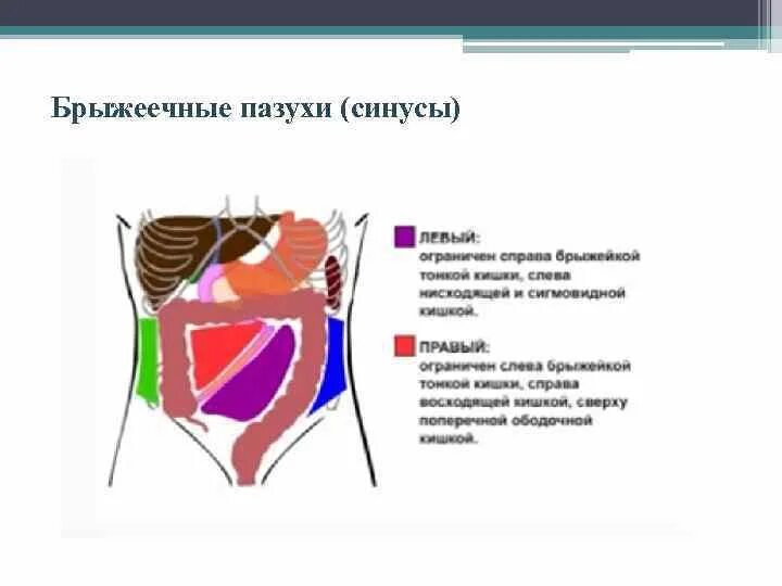 Боковые каналы брюшной полости топография. Нижний этаж брюшной полости: границы, синусы, каналы, карманы. Синусы Нижнего этажа брюшной полости. Каналы и синусы Нижнего этажа брюшной полости.