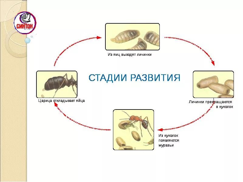Перепончатокрылые личинки. Цикл развития насекомых с неполным превращением. Стадии развития яйцо личинка имаго. Яйцо личинка куколка жук. Стадии развития яйцо личинка имаго.