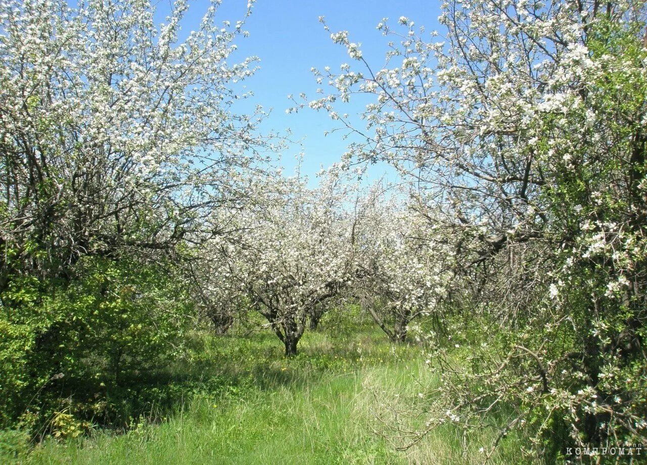 Парк динамо воронеж. Финляндия музей на париккала. Город сад воронеж. Воронежские сады работа. Красноярские столбы.