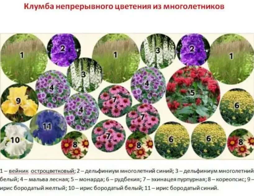Клумбы непрерывного цветения схемы. Схема клумбы многолетников непрерывного цветения. схема клумбы непрерывного цветения для начинающих из однолетников. клумба из однолетников непрерывного цветения схема. схема клумбы из многолетников непрерывного цветения с названиями.
