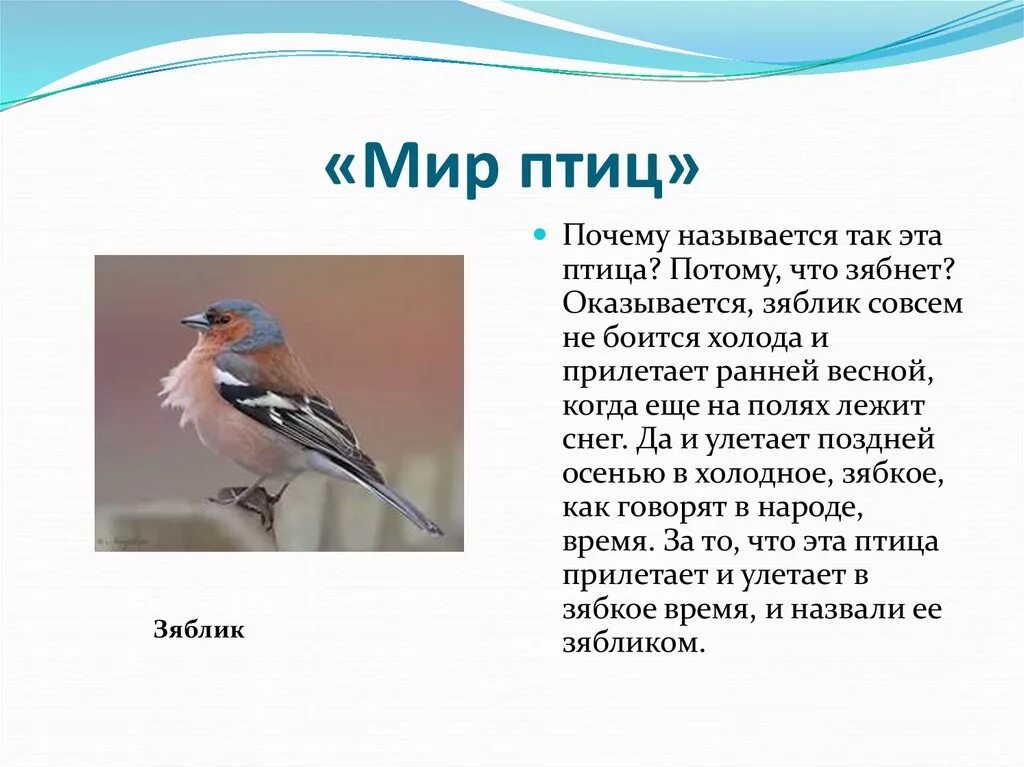 Описание птиц. Зяблик описание. Проект про зяблика. Зяблик птица описание. Почему зяблика назвали зябликом