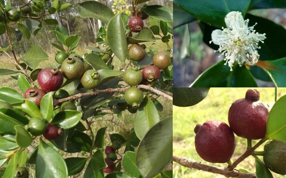 Psidium guajava (гуава, псидиум). Гуайява Земляничная. Псидиум Кеттли Земляничный. Гуайава Тропикана. Гуава земляничная