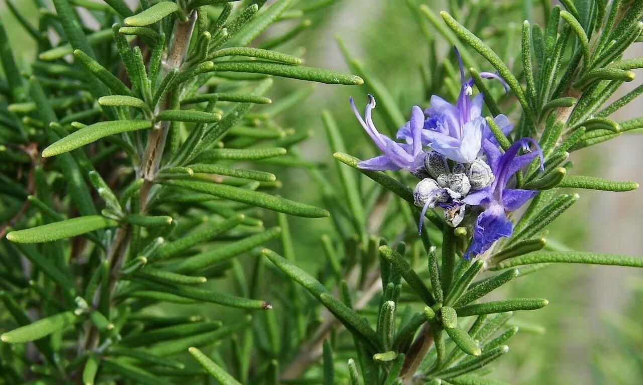 Пряные ветры. Rosmarinus officinalis. Розмарин обыкновенный - Rosmarinus officinalis. Розмарин (Salvia Rosmarinus). Розмарин лавандовый Корсикан Блу.