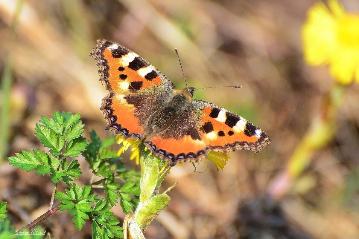 первые бабочки. бабочка весной какая. бабочка. первые бабочки. бабочка весной какая.