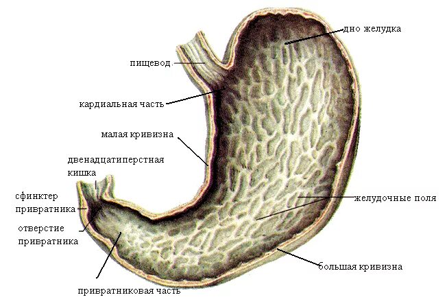 Слизистая оболочка желудка строение. Оболочки стенки желудка анатомия. Желудок анатомия Синельников. Внутреннее строение желудка анатомия.