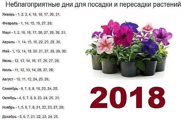 Неблагоприятные дни в апреле 2024 г. В какой день лучше сажать цветы комнатные. Когда пересаживать комнатные цветы. Числа для пересадки домашних цветов. Календарь комнатных растений.