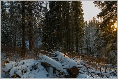 Тепло в тайге