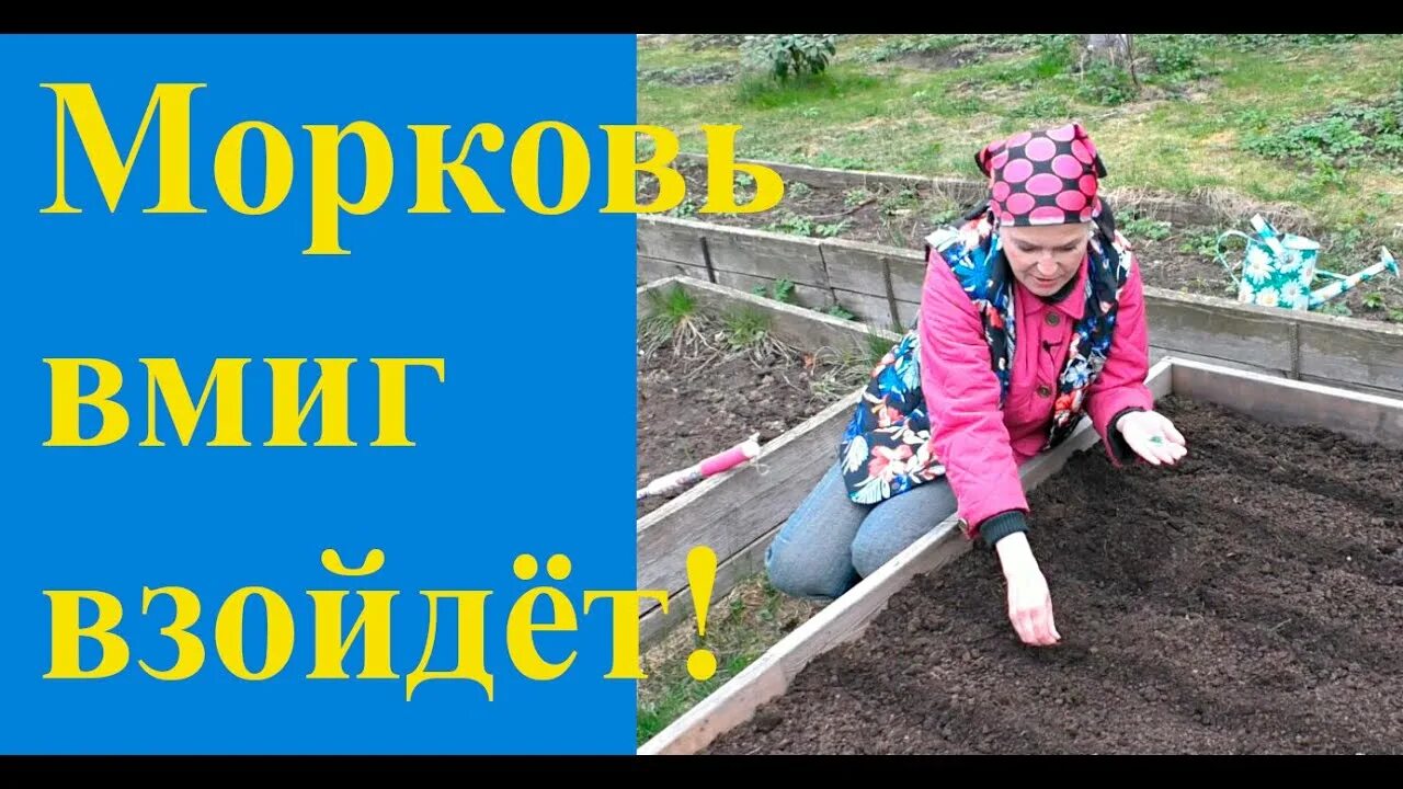 Посадка моркови 2025 по лунному. Посадка моркови. посадка моркови в гребни. посадка моркови весной под одеяло.