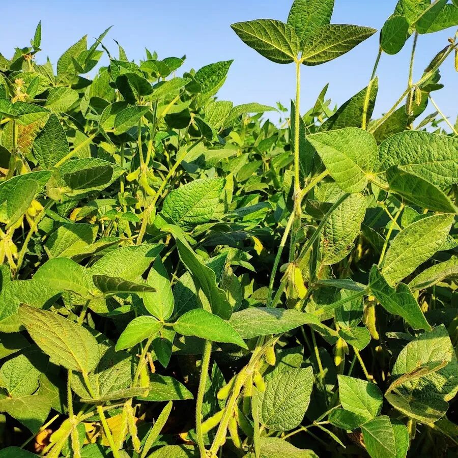 Вест агро. Логотип фит агро. Соя (род). Вест агро. Вест агро.