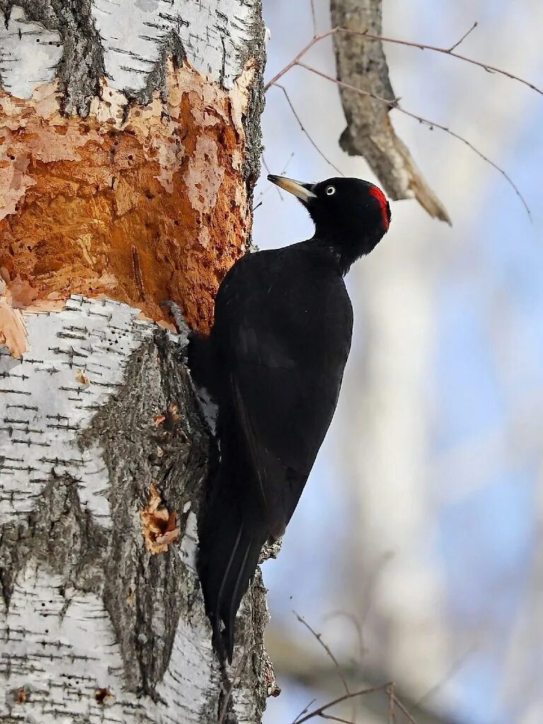 чёрный дятел с красной шапочкой на голове. чёрный дятел без красной шапочки. чёрный дятел без красной шапочки. дятел черный большой без красной шапочки. желна пэдуря домняскэ.