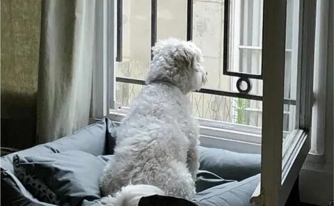 I ve decided a dog home