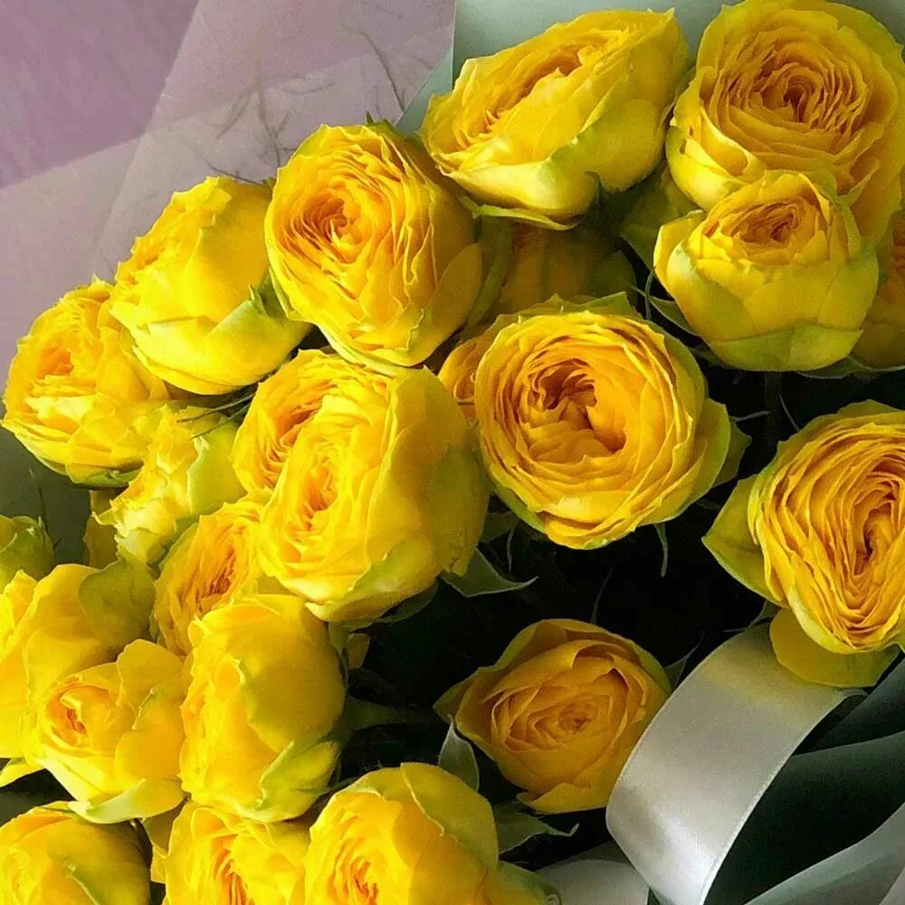 Jolly Trendsetter World Of Spray Roses