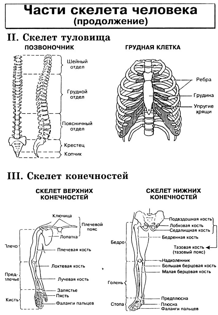 Строение скелета туловища. Скелет туловища человека ЕГЭ биология. Строение скелета туловища человека. Строение костей скелета туловища.