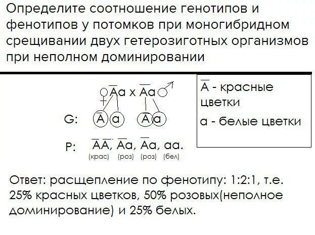 Запишем соотношение генотипов и фенотипов. Моногибридное скрещивание гетерозигот при неполном доминировании. Скрещивание гетерозиготных организмов при неполном доминировании. Соотношение генотипов и фенотипов. При скрещивании двух гетерозигот при неполном доминировали.