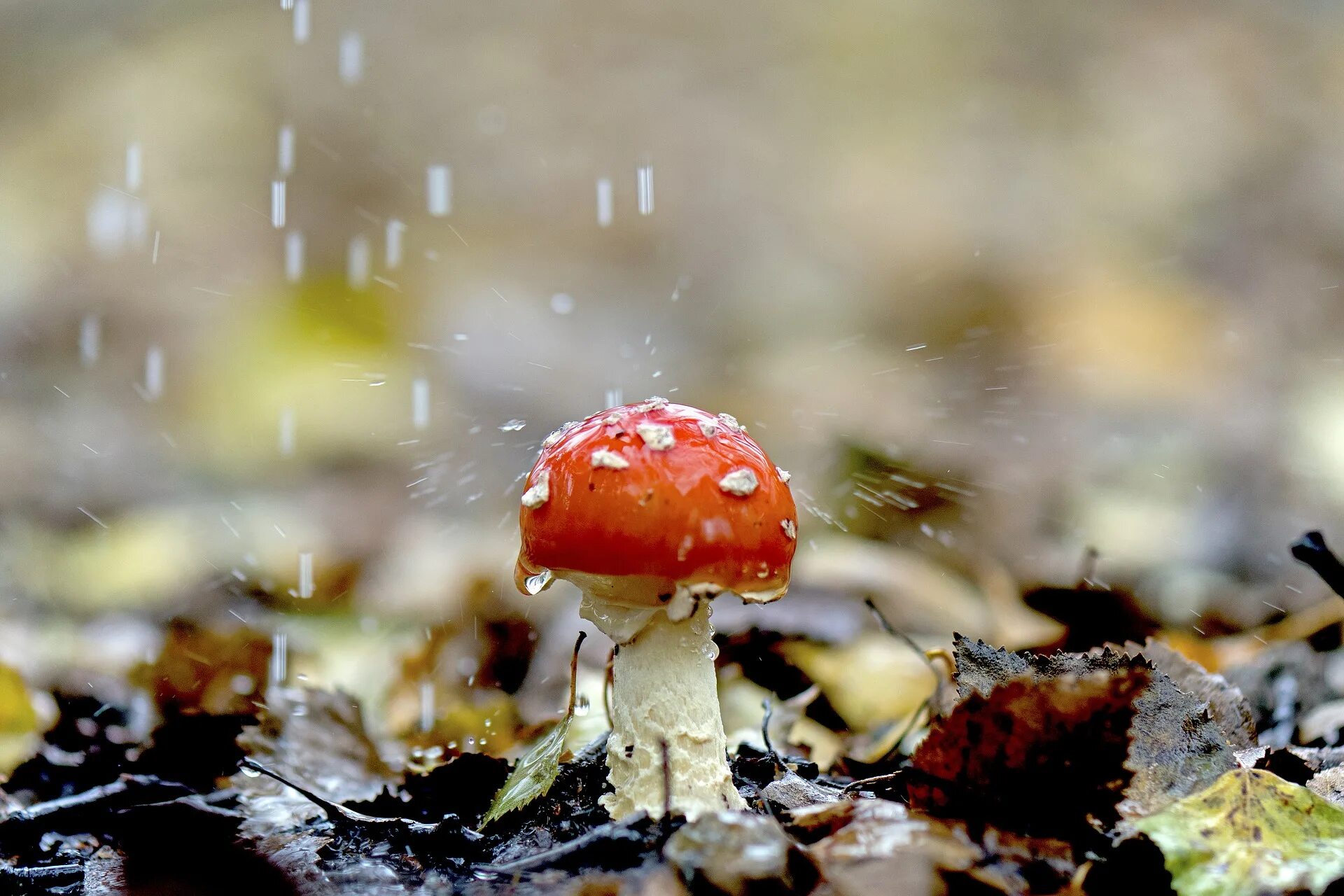 Вода после грибов. Грибной дождь. Грибы под дождем. Грибы после дождя. Летний грибной дождь.