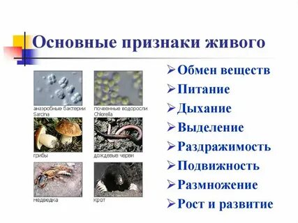 Признаки всех живых организмов 5 класс