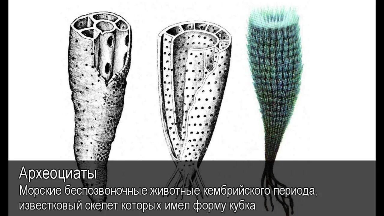 Животные имеющие известковый скелет. Археоциаты скелет. археоциаты отряд. археоциаты и губки. имеют известковый скелет.