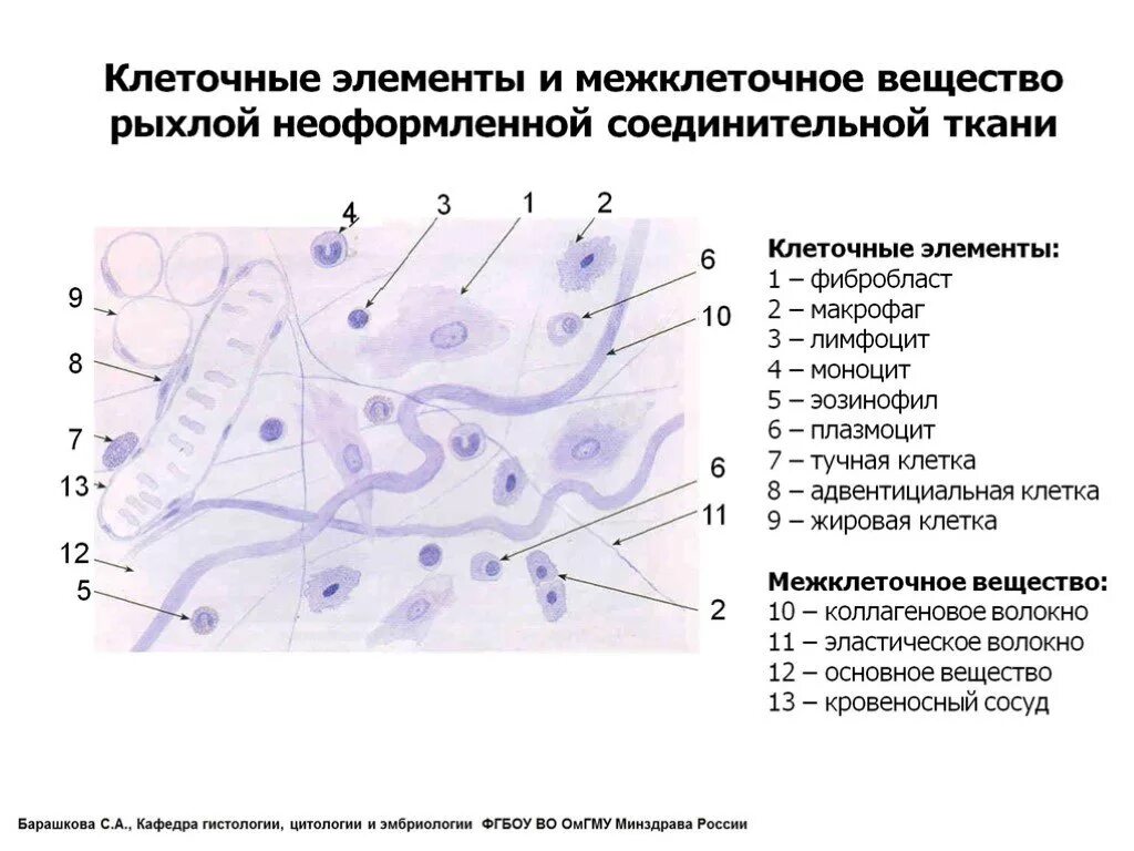 Межклеточное вещество находится. Межклеточное вещество рыхлой соединительной ткани. Строение межклеточного вещества рыхлой соединительной ткани. Тканевые элементы рыхлой волокнистой соединительной ткани. Соединительная ткань Тип, клетки, межклеточное вещество.